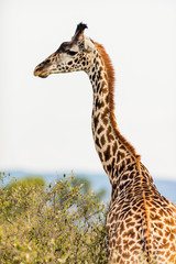 Giraffe in safari park