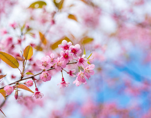 Cherry blossoms or Sakura flower in chiang mai Thailand