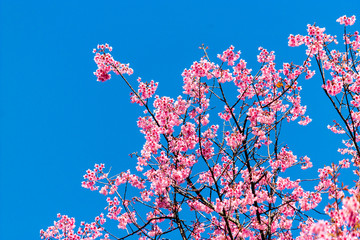 Cherry blossoms or Sakura flower in chiang mai Thailand