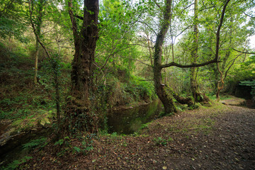 Fototapeta na wymiar Landscape of a green forest in Asturias, Spain. 