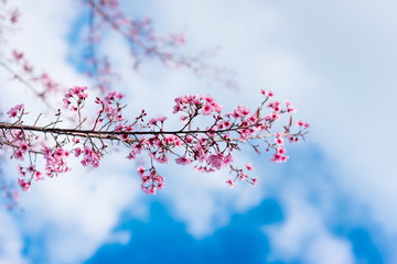 Cherry blossoms or Sakura flower in chiang mai Thailand