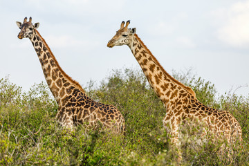Naklejka na ściany i meble Giraffes in safari park