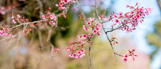Cherry blossoms or Sakura flower in chiang mai Thailand