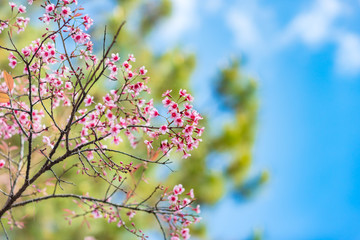 Cherry blossoms or Sakura flower in chiang mai Thailand