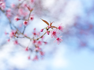 Cherry blossoms or Sakura flower in chiang mai Thailand