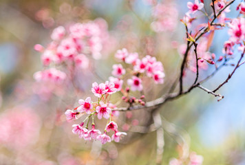 Cherry blossoms or Sakura flower in chiang mai Thailand