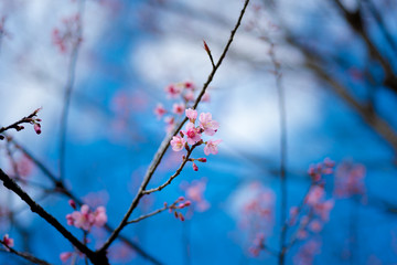 Cherry blossoms or Sakura flower in chiang mai Thailand