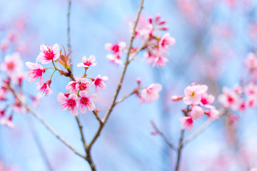 Cherry blossoms or Sakura flower in chiang mai Thailand