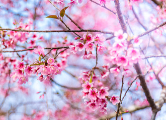 Cherry blossoms or Sakura flower in chiang mai Thailand