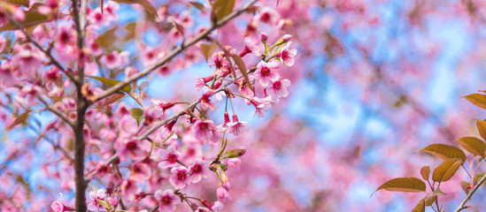 Cherry blossoms or Sakura flower in chiang mai Thailand