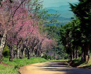 Cherry blossoms or Sakura flower in chiang mai Thailand
