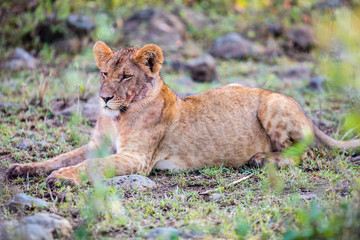 Young lion in Africa