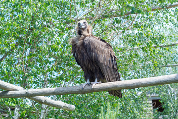 The brown neck of the hawk family watches its victim sitting on a branch. Griffon vulture (Gyps fulvus) sitting on a branch in its habitat