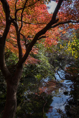 Autumn color, Japan