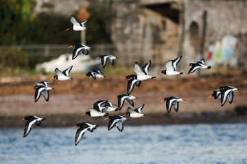 Eurasian Oystercatcher, Haematopus ostralegus