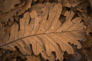 autumn knocks down the leaves