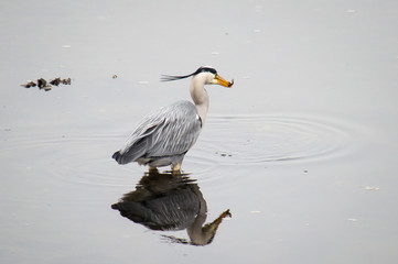 Grey Heron catching a small eel