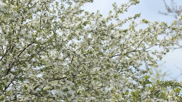 White flowers of Prunus cerasus blossoms against blue sky early spring. Cherry tree flowers and blue sky natural background footage