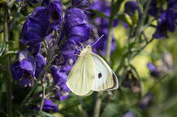 Large White butterfly hanging from a purple flower