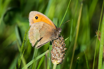 Obraz premium Meadow Brown butterfly on a plant bud