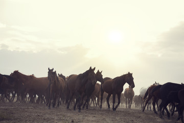 Fototapeta na wymiar a plain with beautiful horses in sunny summer day in Turkey. Herd of thoroughbred horses. Horse herd run fast in desert dust against dramatic sunset sky. wild horses 