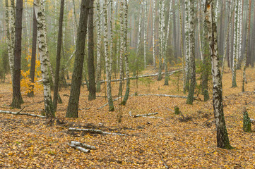 Landscape with broken birches in autumnal mixed forest in central Ukraine