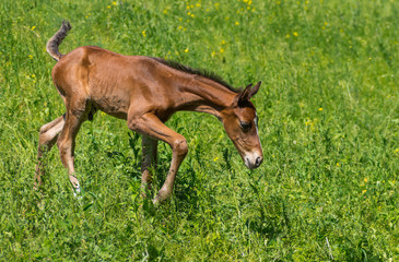 Naklejka na ściany i meble Newborn foal doing first steps on a spring pasture