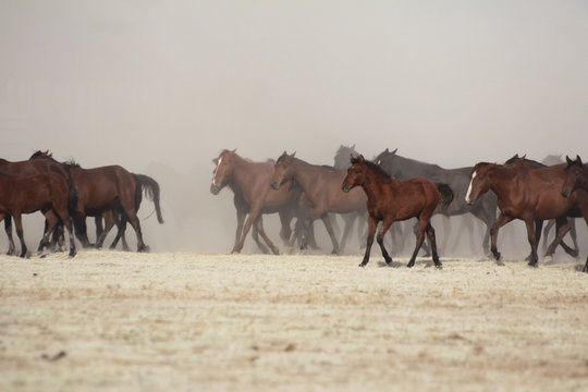 of a plain with beautiful horses in sunny summer day in Turkey. Herd of thoroughbred horses. Horse herd run fast in desert dust against dramatic sunset sky. wild horses 