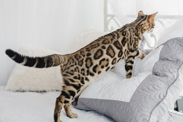 Bengal cat brown spotted pets