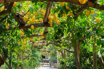 Fruits in Lemon garden of Sorrento at summer - obrazy, fototapety, plakaty