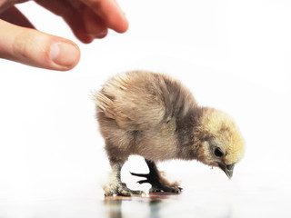 Little chick breed of Chinese silk chicken isolated on white background. The beige chick pecks grain. Child's hand reaches for the chicken