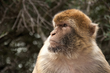 Obraz premium Macaco de Gibraltar