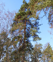 Obraz premium Tops of pines illuminated by the sun against the blue sky. Low angle