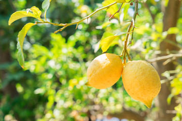 nging Lemon Fruits in Lemon garden of Sorrento at summer