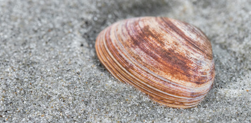 Rote Muschel im Sand