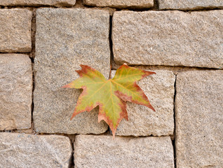 Taş duvar ve yaprak