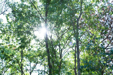 wild forest near the spa