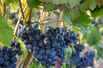 Red wine grape
