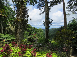 Fototapeta premium Martinique, les jardins de Balata et la baie de Fort de France