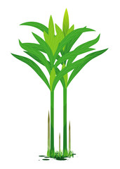 isolated galangal plant vector design