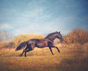 Black horse galloping on the trees and sky background in autumn