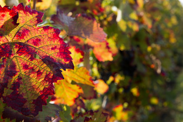 Wine leaf in autumn