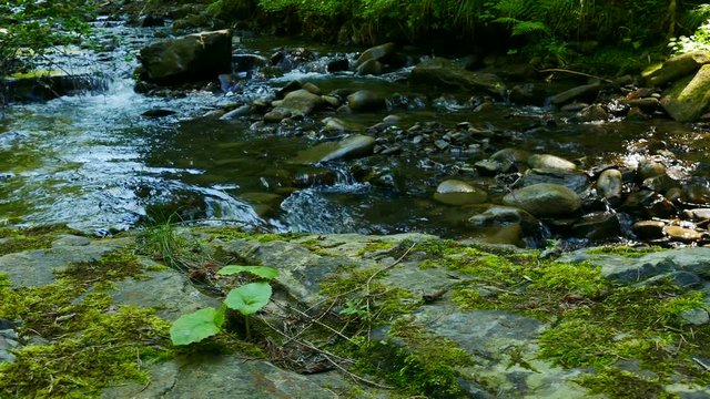 4K. Stone, green moss  close up and stream water in wood. Dolly landscape shot