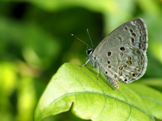 Gray butterfly on green leaf