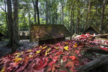 Maple leaves fall on the ground and cottage, autumn-colored foliage at Political And Military School at Phu Hin Rong Kla National Park. Thailand