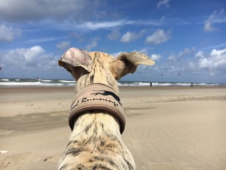 whippet am wasser surfer im hintergrund