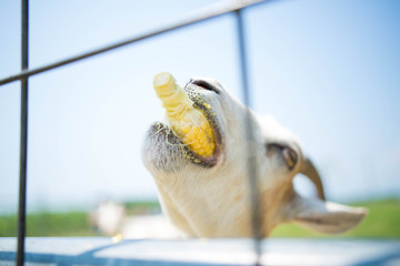 食欲のヤギ