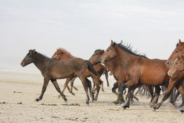 Obraz premium a plain with beautiful horses in sunny summer day in Turkey. Herd of thoroughbred horses. Horse herd run fast in desert dust against dramatic sunset sky. wild horses 