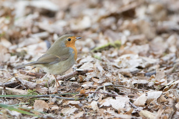 Rotkehlchen auf dem Waldboden