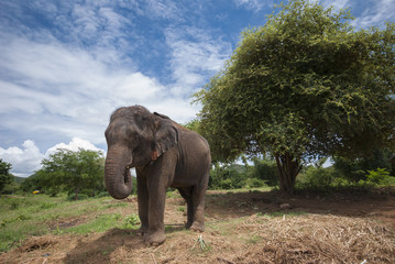 Fototapeta na wymiar Thai elephant walking in the jungle green forest conservation center